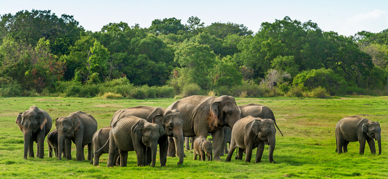 Sri Lankan Elephant